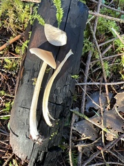 Entoloma holoconiotum