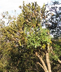 Cussonia