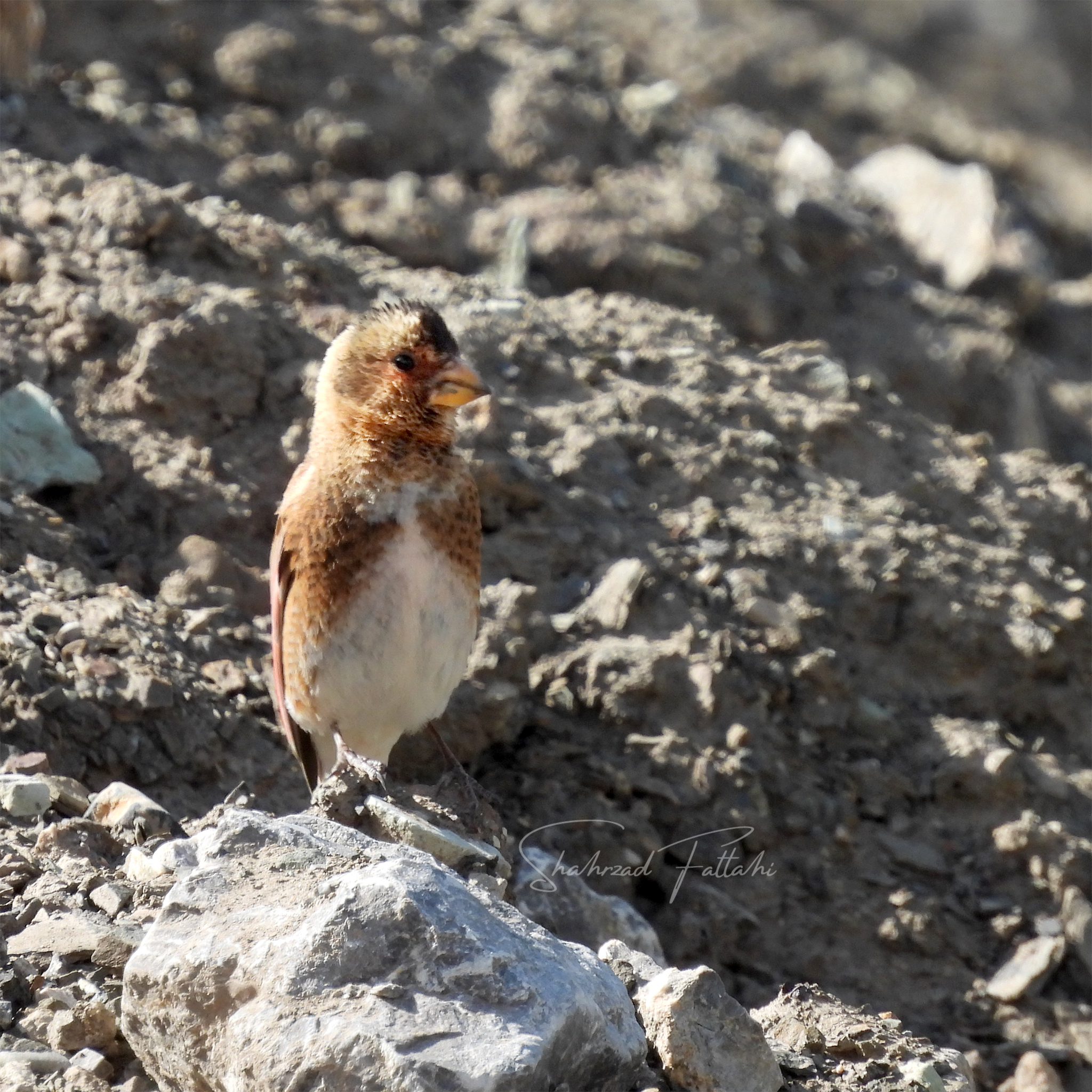 Crimson-winged Finch