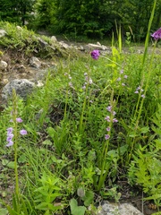 Dactylorhiza iberica