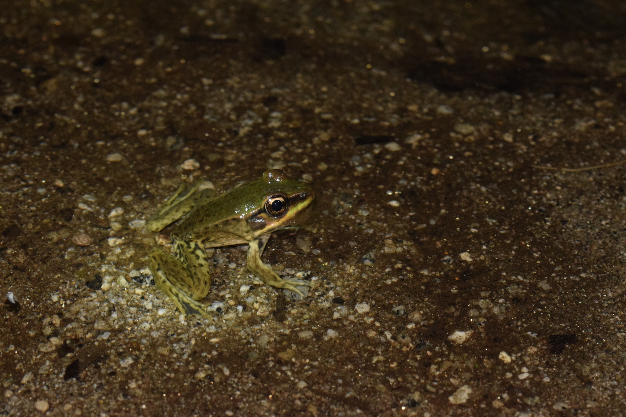 Lithobates bwana image