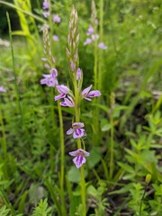 Dactylorhiza iberica
