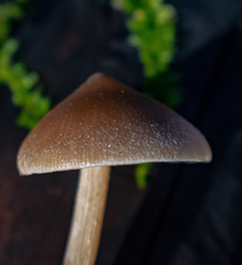 Entoloma holoconiotum