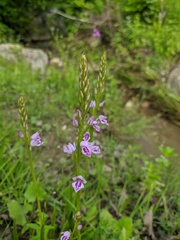 Dactylorhiza iberica