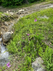 Dactylorhiza iberica