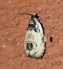 Olethreutes griseoalbana