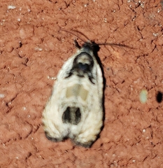 Olethreutes griseoalbana