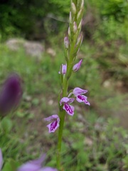 Dactylorhiza iberica