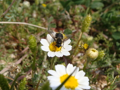 Lasiopa peleteria