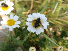 Lasiopa peleteria