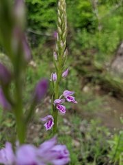 Dactylorhiza iberica