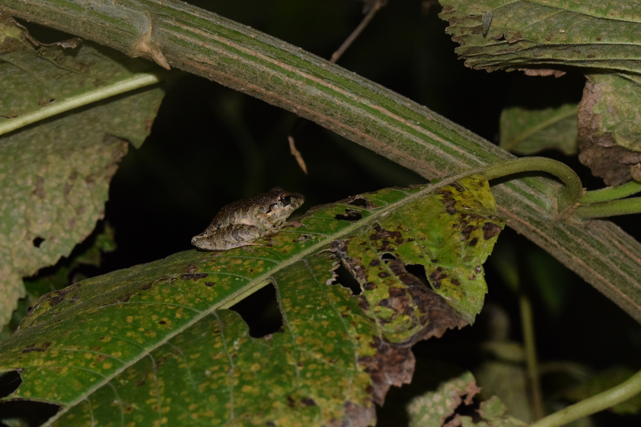 Pristimantis achatinus image