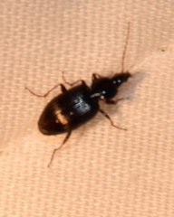 Agonum punctiforme