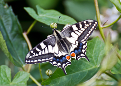 Papilio machaon britannicus