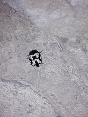 Calligrapha multiguttata