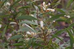 Acacia calyculata
