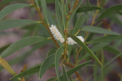 Acacia calyculata