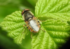 Odontomyia ornata