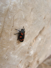 Cercopis
