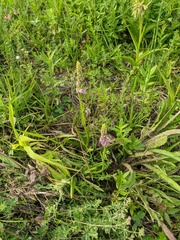 Dactylorhiza iberica