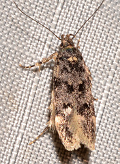 Chionodes formosella