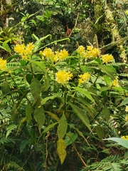 Palicourea aschersoniana