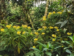 Palicourea aschersoniana