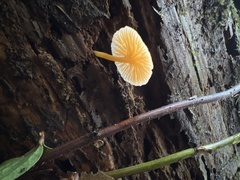 Chrysomphalina chrysophylla