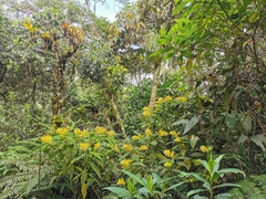 Palicourea aschersoniana