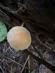 Chrysomphalina chrysophylla