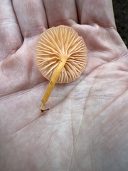 Chrysomphalina chrysophylla