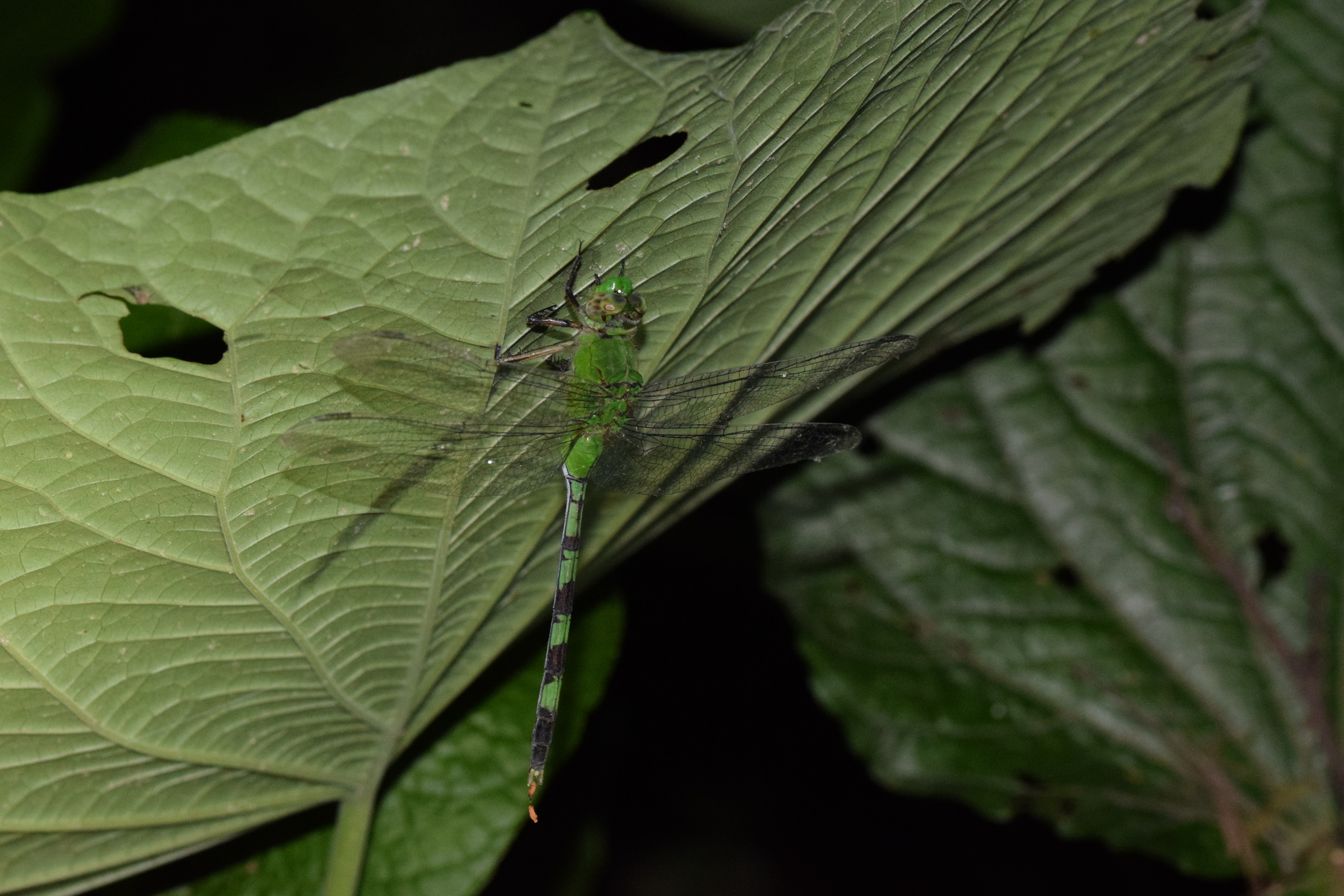 Erythemis image