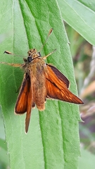 Ochlodes sylvanus