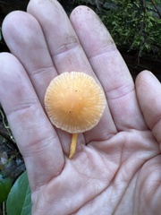 Chrysomphalina chrysophylla