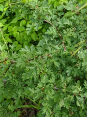 Crataegus stevenii