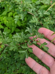Crataegus stevenii
