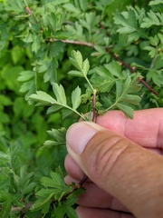 Crataegus stevenii