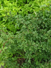 Crataegus stevenii