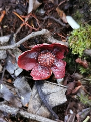 Clusia schomburgkiana