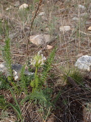 Oxytropis muricata