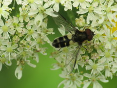 Leucozona laternaria