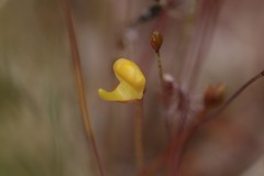 Utricularia chrysantha