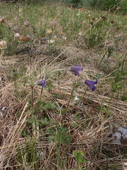 Pulsatilla ambigua