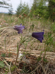 Pulsatilla ambigua
