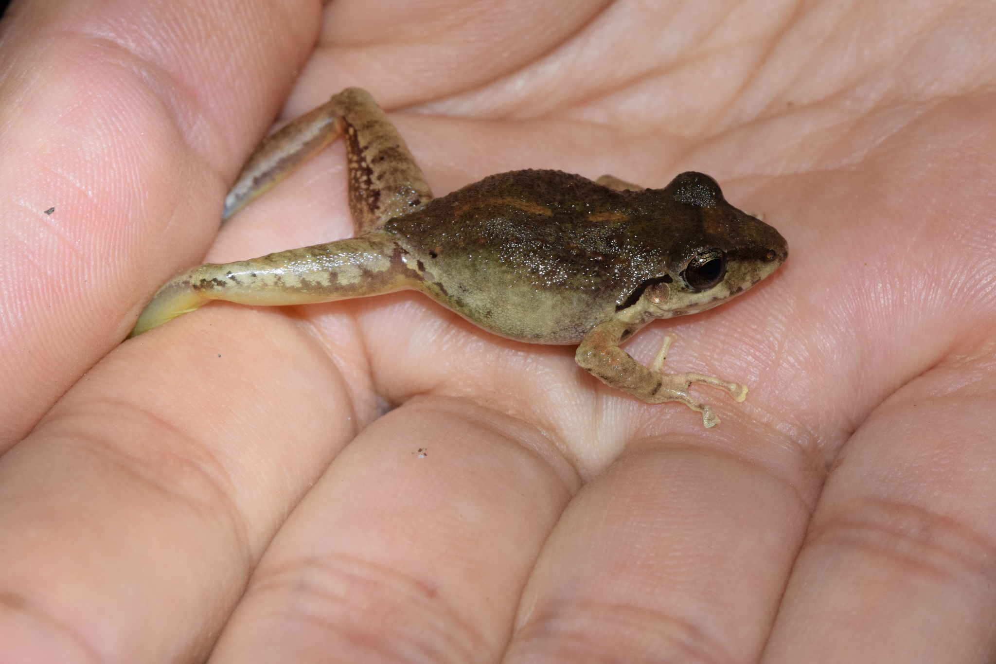 Pristimantis achatinus image