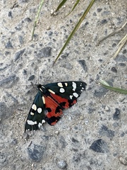 Callimorpha dominula