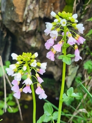 Cardamine uliginosa