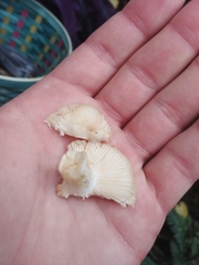 Russula crassotunicata
