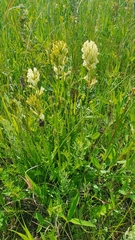 Oxytropis hippolyti