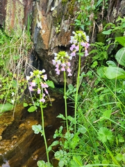 Cardamine uliginosa